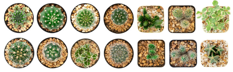 Top view of collection cactus isolated on white background with clipping path.