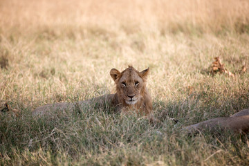 Fototapeta na wymiar Lions resting following a kill - Tanzania