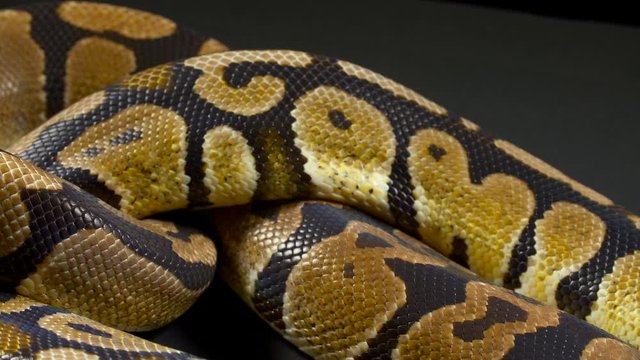 Video of ball python in dark