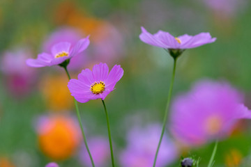 Fototapeta premium コスモス あけぼの山農業公園 千葉県柏市