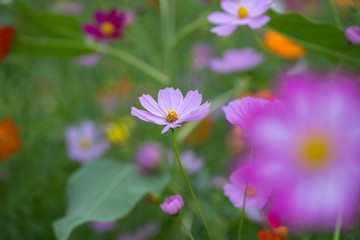 コスモス　あけぼの山農業公園　千葉県柏市