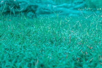 fresh dew drop om grass fields  with blue filter effect