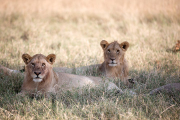 Fototapeta na wymiar Lions resting following a kill - Tanzania