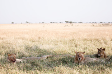 Fototapeta na wymiar Lions resting - Tanzania