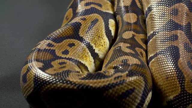 Footage of royal ball python on dark background