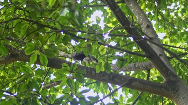 west mexican chachalaca on top of a tree