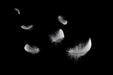 feather abstract background, soft white feathers floating in the air, black background