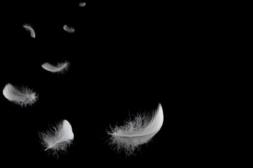 feather abstract background, soft white feathers floating in the air, black background