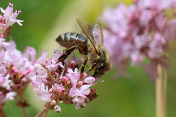 A bee collects nectar on a flower