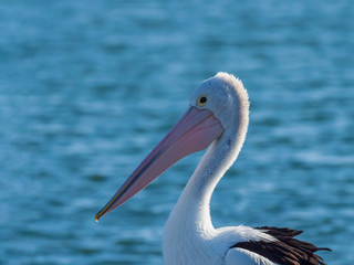 Australian Pelican (Pelecanus conspicillatus). Crowdy Head, New South Wales, Australia