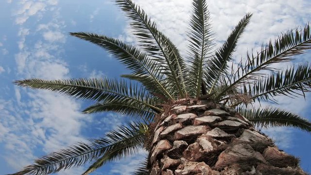 branches of date palms under blue sky