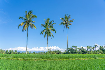 Three coconut palm trees on green rice terraces near Ubud in island Bali, Indonesia