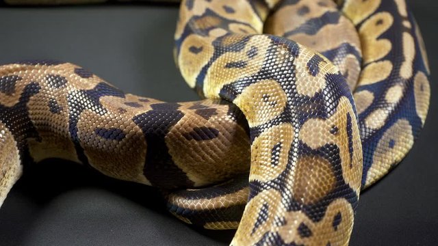 Footage of royal ball python in dark background