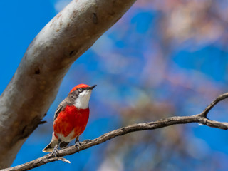 Male Crimson Chat (Epthianura tricolor). Hopetoun, Victoria, Australia