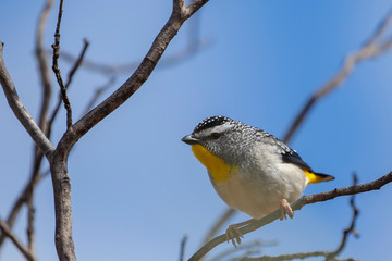 Spotted Pardalote (Pardalotus punctatus) sub-species 