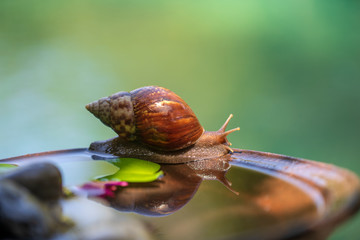 A snail in a shell crawls on a ceramic pot with water, summer day in garden, close up, Bali, Indonesia