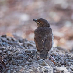 Fledgling Grey Shrikethrush (Colluricincla harmonica) race 