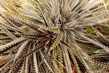 Naklejka na ściany i meble Close up of cactus plant in the garden