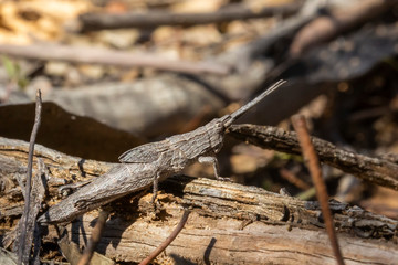 Bark-mimicking Grasshopper (Coryphistes ruricola). Walpeup, Victoria, Australia