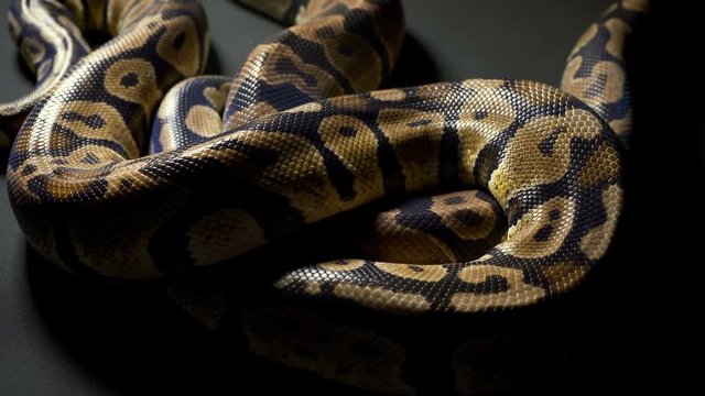 Footage of royal ball python on black