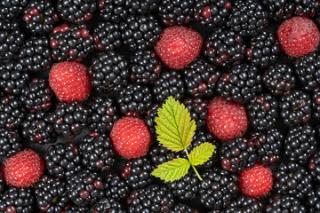 Background from fresh organic blackberries and raspberries, close up. Top view blackberry and raspberry
