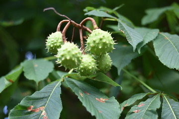 Grüne Kapselfrüchte einer Rosskastanie