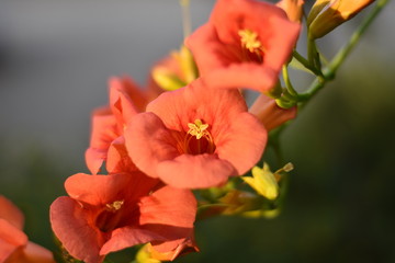 Blühende Trompetenblume (Campsis radicans)