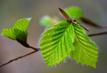 a branch with raw beech leaves