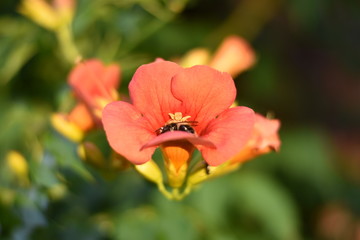 Blühende Trompetenblume (Campsis radicans)