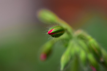 アイビーゼラニウムの蕾