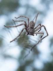 Huntsman Spider on Glass (Holconia montana). Maldon, Victoria, Australia