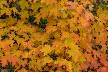 Maple leaves fall colours (colors) landscape or portrait