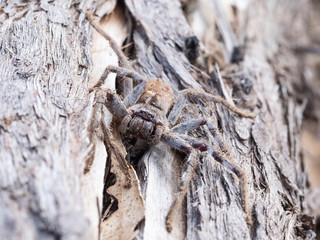 Huntsman Spider on a log (Holconia montana). Maldon, Victoria, Australia