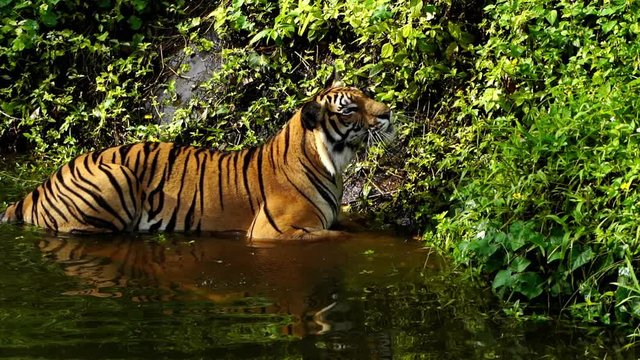 slow-motion of bengal tiger playing water in pond