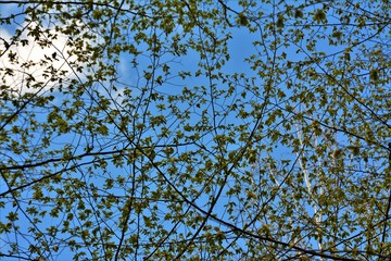 the blue sky seen among the leaves of a tree