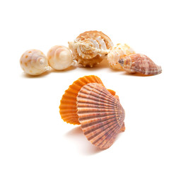Seashell and conch isolated on white background