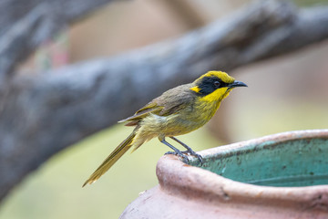 Yellow-tufted Honeyeater in Australia
