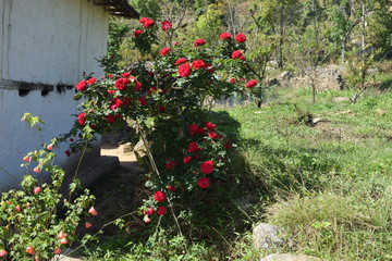 Red rose flower blooming in roses garden on background red roses flowers