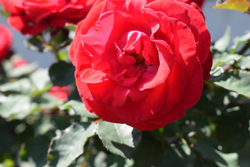 Red rose flower blooming in roses garden on background red roses flowers