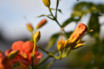 Blühende Trompetenblume (Campsis radicans)