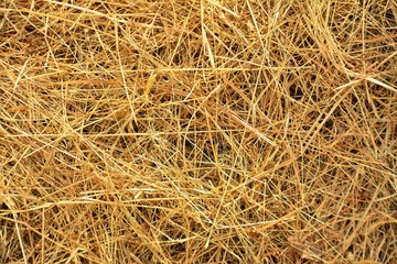 dry grass