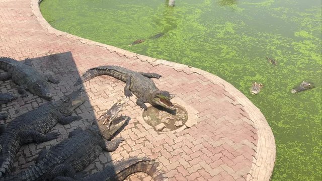 Samut Prakan Crocodile Farm and Zoo. Is the largest crocodile farm in the world, Thailand.