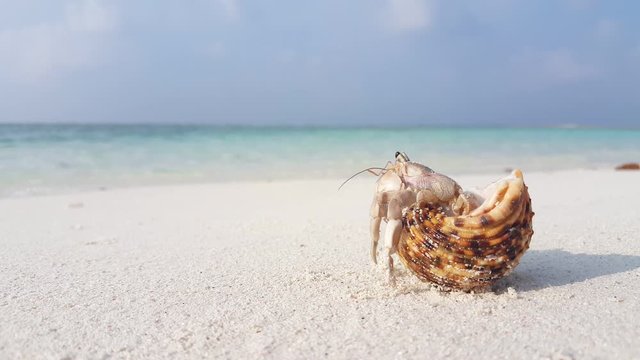 Hermit crab trying to go out of shell and than crawling carrying shell on white sand beach towards blue sea on sky background