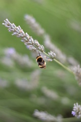 Lavendel (Lavandula angustifolia) mit Insekt