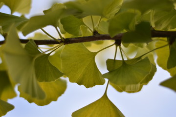 Ginkgo biloba