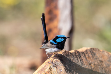 Male Superb Fairywren in Australia