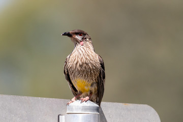 Red Wattlebird in Australia