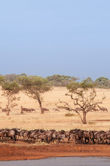 Fototapeta na wymiar Herd of African wildebeest in grass meadow near river of Serengeti Savanna - African Tanzania Safari trip