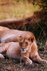 Female Lion and young lions lie on ground of Serengeti Savanna Grumeti reserve - African Tanzania Safari trip