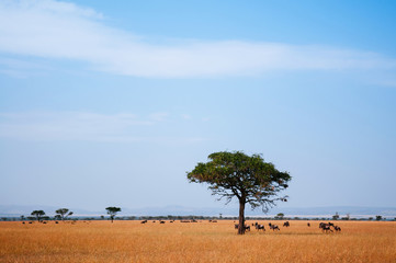 Herd of African wildebeest and lone tree in grass meadow of Serengeti Savanna - African Tanzania Safari trip